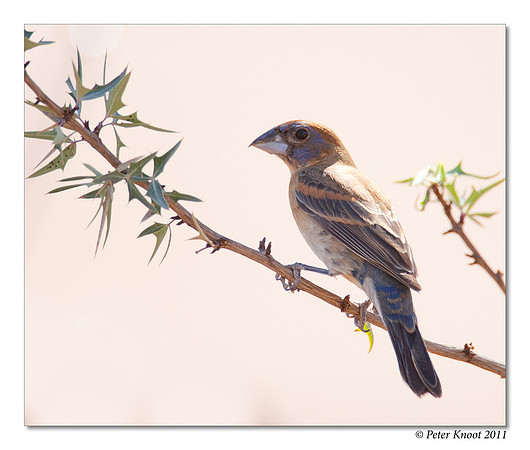 Blue Grosbeak