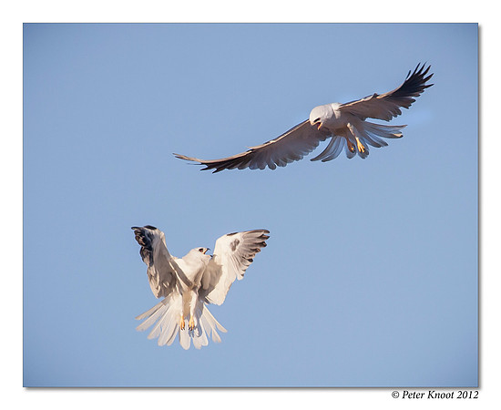 White-tailed Kite