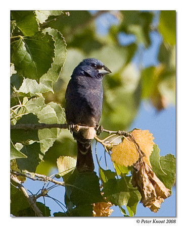 Blue Grosbeak