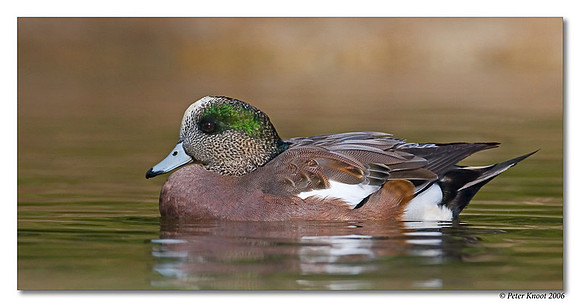 American Wigeon