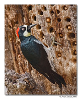 Acorn Woodpecker