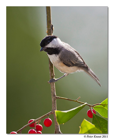 Carolina Chickadee