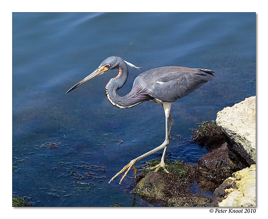 Tricolored Heron