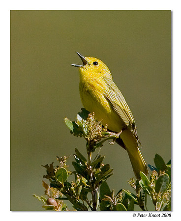 Yellow Warbler