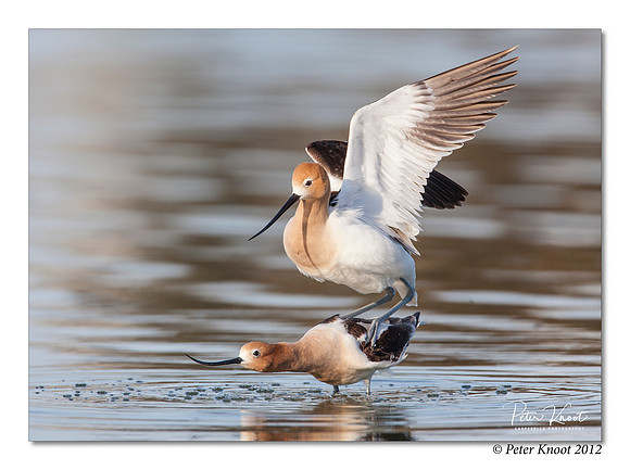 American Avocet