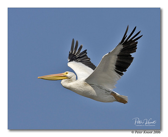 American White Pelican
