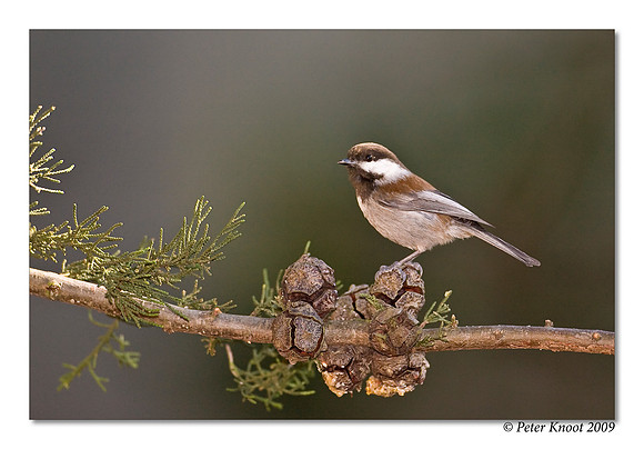 Chestnut-backed Chickadee