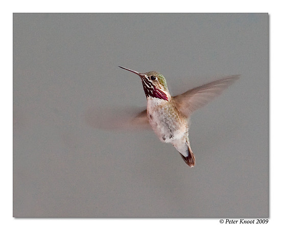 Calliope Hummingbird