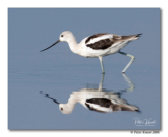 American Avocet