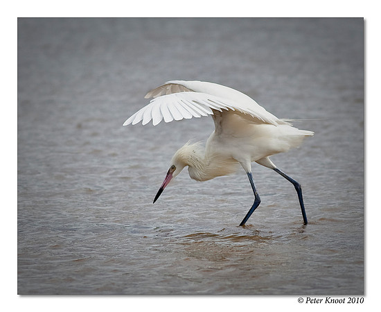 Reddish Egret