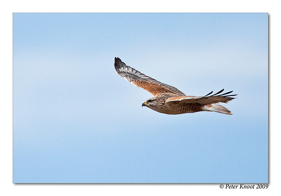 Ferruginous Hawk