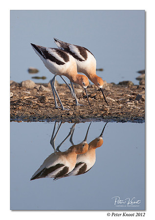 American Avocet