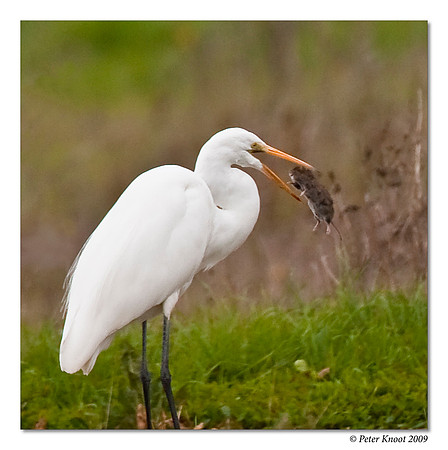 Great Egret