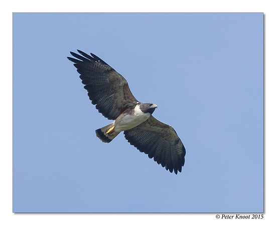 White-tailed Hawk