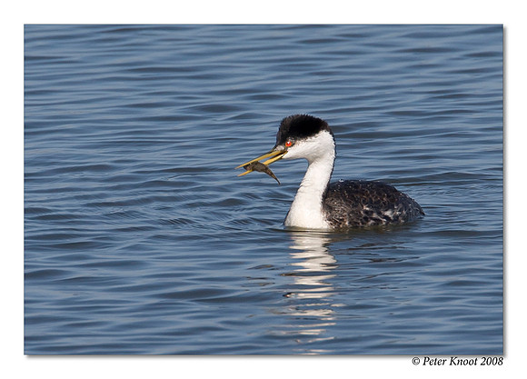 Western Grebe