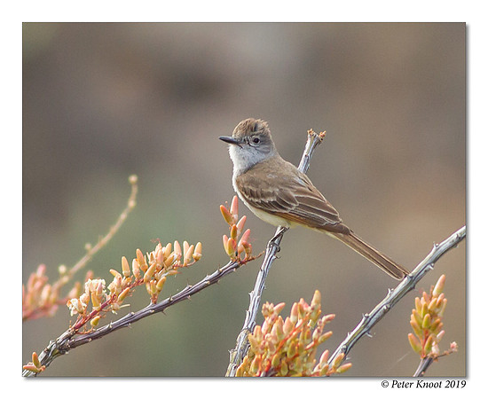 Ash-throated Flycatcher