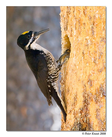 Black-backed Woodpecker