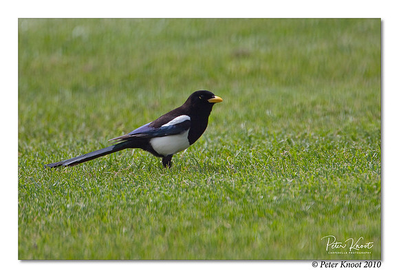 Yellow-billed Magpie