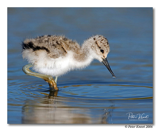 American Avocet