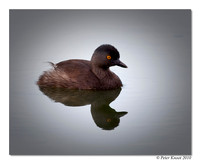 Least Grebe