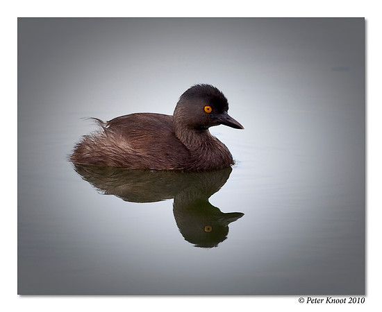 Least Grebe