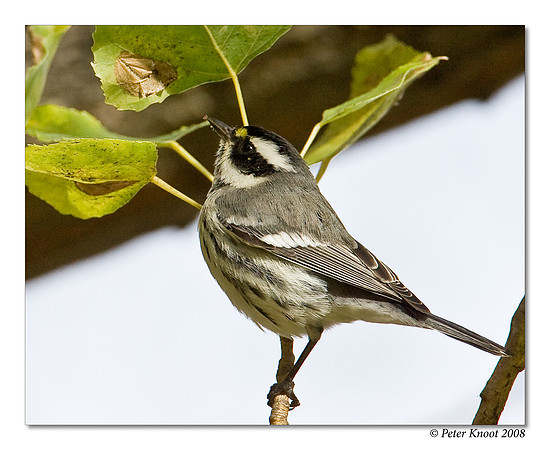Black-throated Gray Warbler