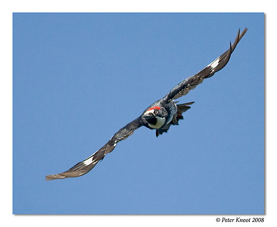 Acorn Woodpecker
