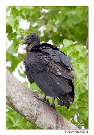 Black Vulture