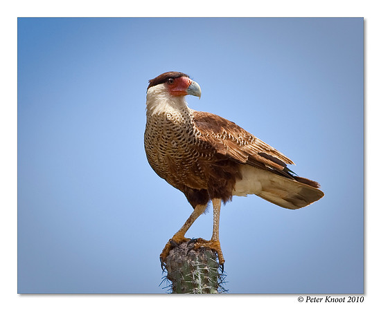 Crested Caracara
