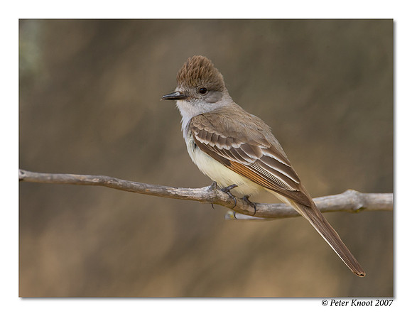Ash-throated Flycatcher