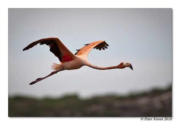 Caribbean Flamingo