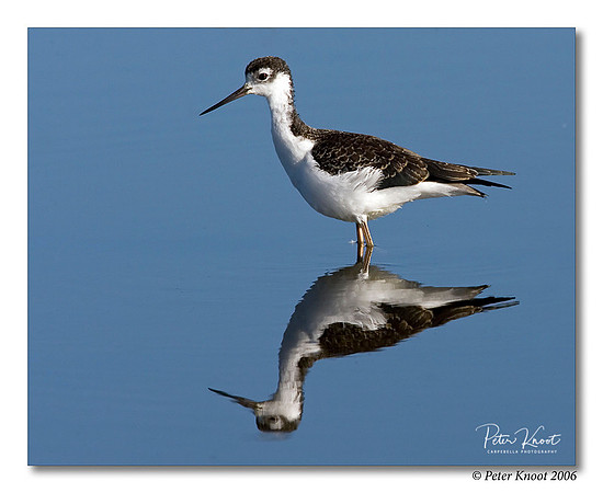 Black-necked Stilt