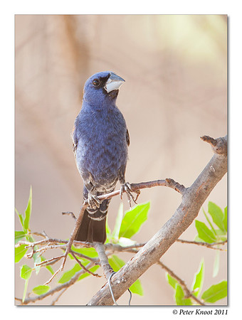 peter_blue_grosbeak_1-2