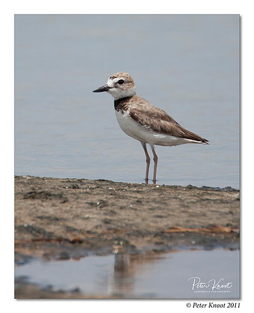 Wilson's Plover