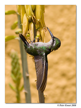 Blue-tailed Emerald Hummingbird