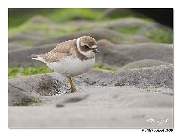 Semipalmated Plover