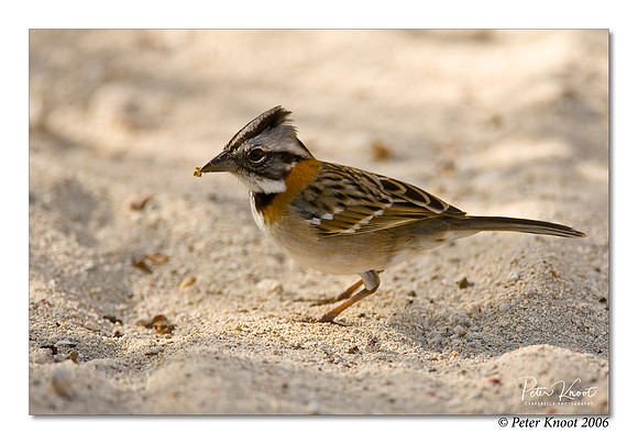 Rufous-collared Sparrow