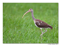 White Ibis