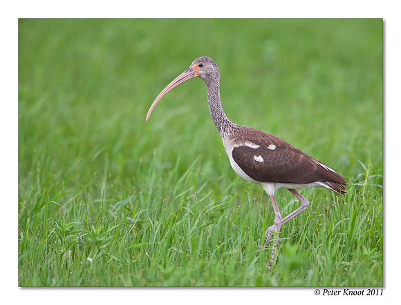 White Ibis