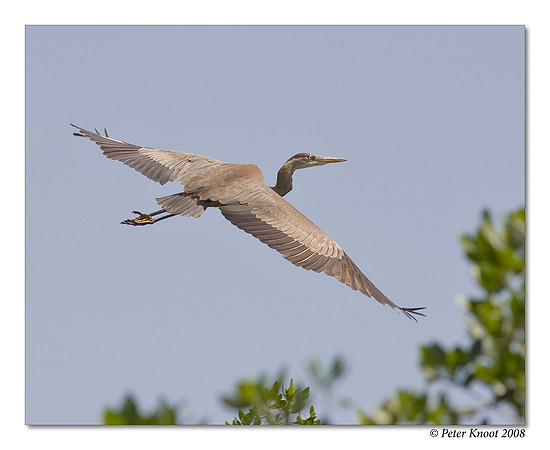 Great Blue Heron