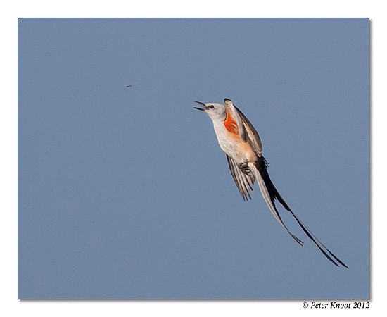 Scissor-tailed Flycatcher