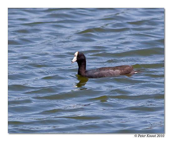 Caribbean Coot