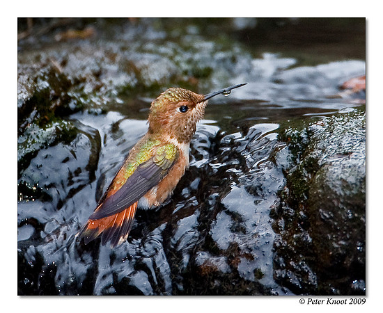 Allen's Hummingbird