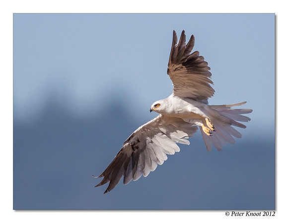 White-tailed Kite