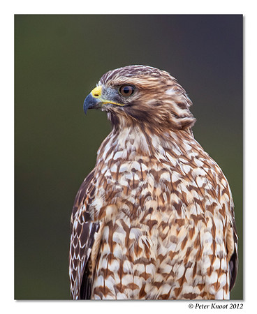 Red-shouldered Hawk