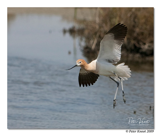 American Avocet