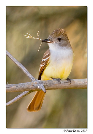 Ash-throated Flycatcher