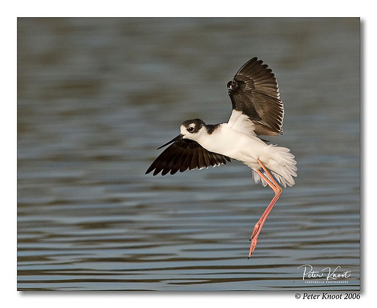 Black-necked Stilt