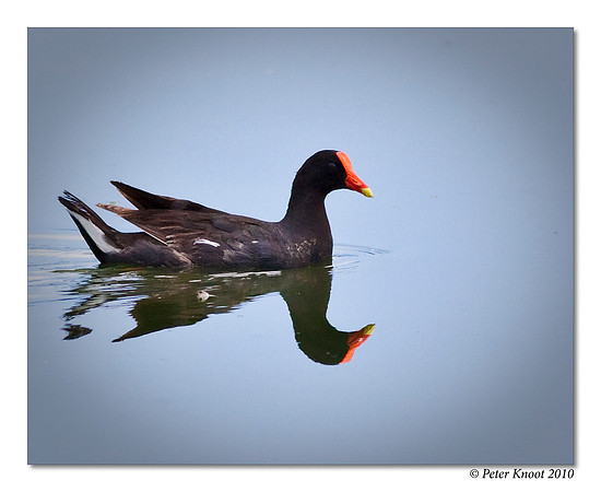 Common Moorhen
