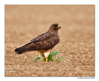 Swainson's Hawk